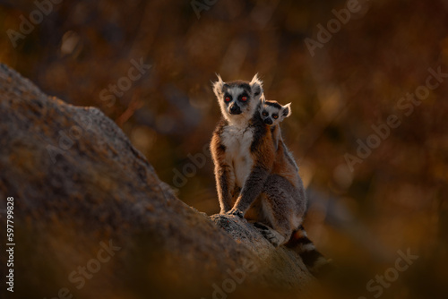Monkey family, young cub. Madagascar wildlife, Ring-tailed Lemur, Lemur catta. Animal from Madagascar, Africa, orange eyes. Evening light sunset, Anja Nature Park. Monkey, sunset.