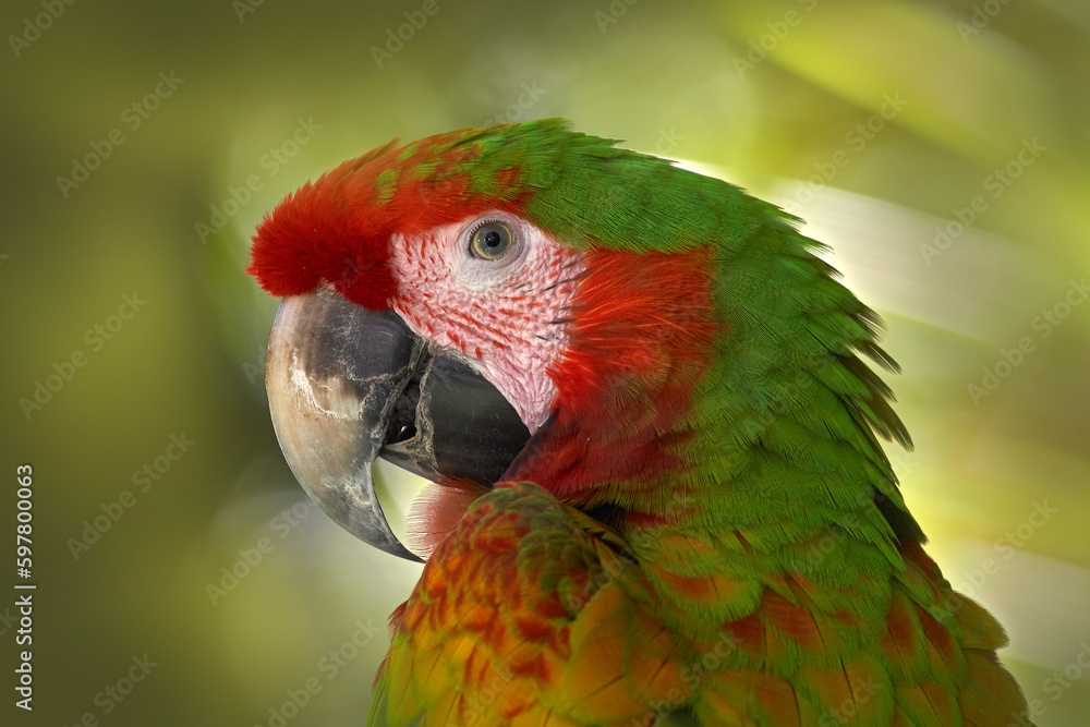 Rare form Ara macao x Ara ambigua, in tropical forest, Costa Rica. Red hybrid parrot in forest. Macaw parrot in dark green vegetation. Wildlife scene from tropical nature. Bird in jungle.