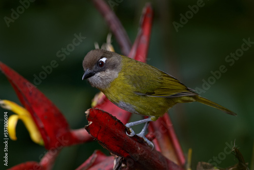 Common bush tanager, Chlorospingus flavopectus, sitting on the orange and green mossy branch. Wildlife in Costa Rica, mountain bird in the dark green forest, clear background. photo