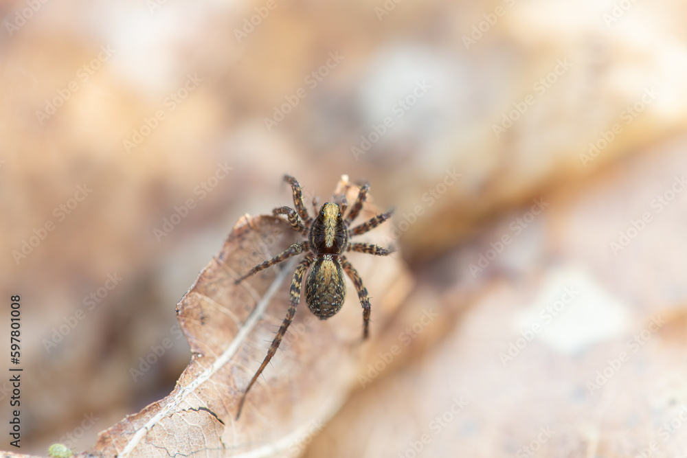 Pardosa lugubris - wolf spider species - on a leaf Pardosa lugubris - wolf spider species - on a leaf