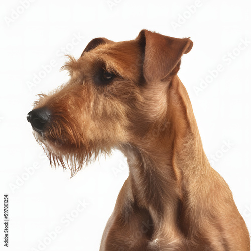 Irish Terrier breed dog isolated on white background