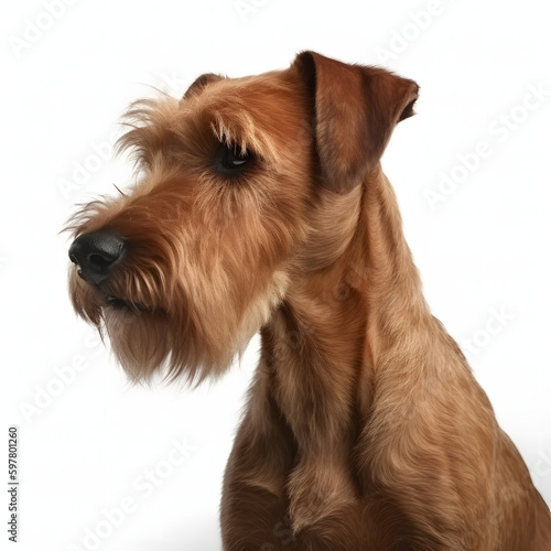 Irish Terrier breed dog isolated on white background