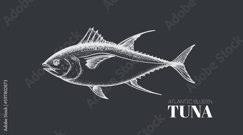 Hand drawn sketch style tuna fish. Seafood design element. Best for menu, market designs and packaging. Vector illustration.