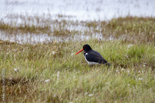 A South Island Oystercatcher in New Zealand photo