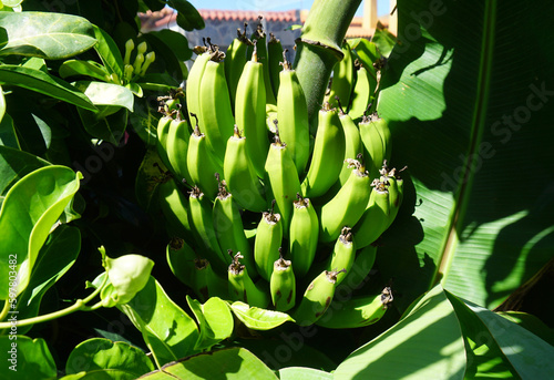 Bunch of green bananas on banana plant in the sun on a tropical garden background 