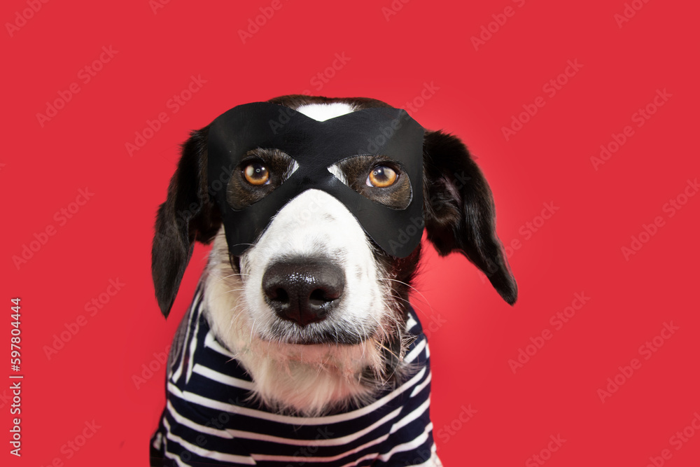 Puppy dog carnival, halloween or new year dressed as a thief. Isolated on red background Puppy dog carnival, halloween or new year dressed as a thief. Isolated on red background