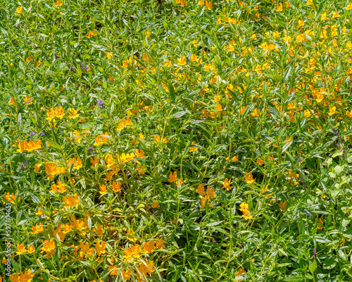 Photography Close up of a Sticky Monkey-Flower (Diplacus aurantiacus) flower at Lake Hollywood reservoir in Los Angeles, CA