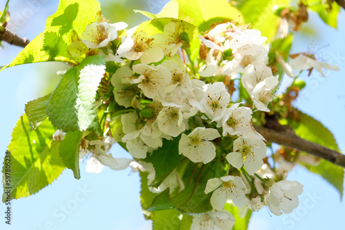 Close up underripe cherry blossom and white flowers on tree branch. Selective focus. photo