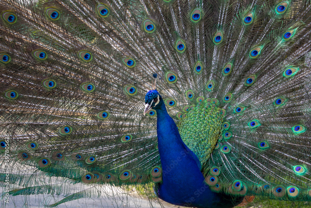 Obraz premium Portrait of beautiful peacock with feathers out