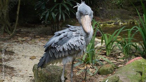 Shoebill|Shoe-billed stoShoebill|Shoe-billed stork|Balaeniceps rex|鯨頭鸛rk|Balaeniceps rex|鯨頭鸛 photo