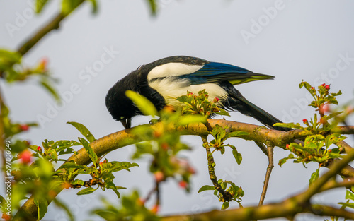 Magpie eats on blooming tree