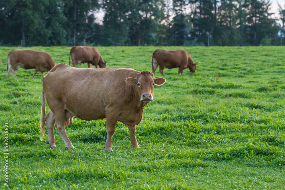 Brown dairy cows on green pasture for milk production under organic requirements and animal protection or animal welfare, front cow looks into the camera and on the right on the meadow background ther Brown dairy cows on green pasture for milk production under organic requirements and animal protection or animal welfare, front cow looks into the camera and on the right on the meadow background ther