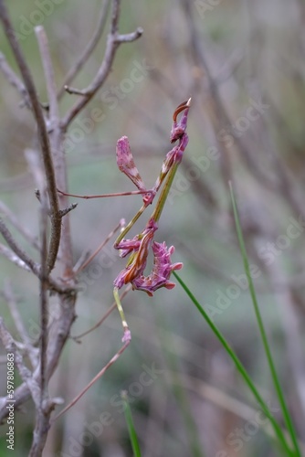 mantis insect of the species Empusa pennata