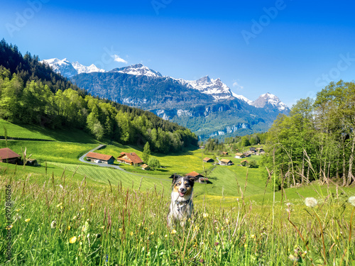 Hund rennt Bergpass hoch in der Nähe von Schwand