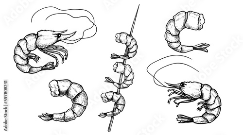 Hand drawn sketch style scrimps set. Seafood prawns collection. Best for menu and package seafood designs, Vector illustrations. photo