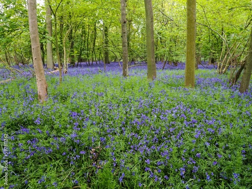 Bluebells Wald in England © iris