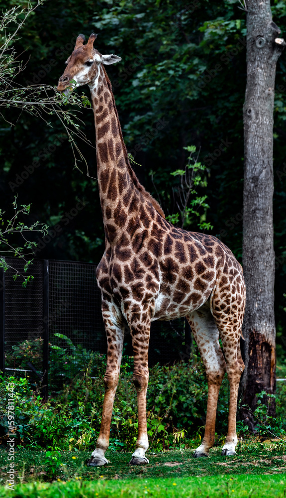 Giraffe eats leaves near the fence. The tallest living terrestrial animal and the largest ruminant. Latin name - Giraffa camelopardalis Giraffe eats leaves near the fence. The tallest living terrestrial animal and the largest ruminant. Latin name - Giraffa camelopardalis