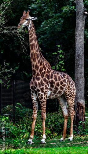 Giraffe eats leaves near the fence. The tallest living terrestrial animal and the largest ruminant. Latin name - Giraffa camelopardalis