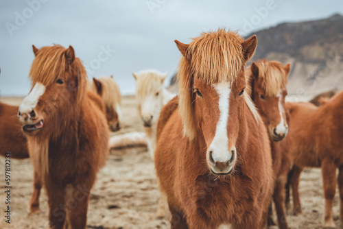 The Icelandic horse is a breed of horse developed in Iceland. Closeup Icelandic horses.