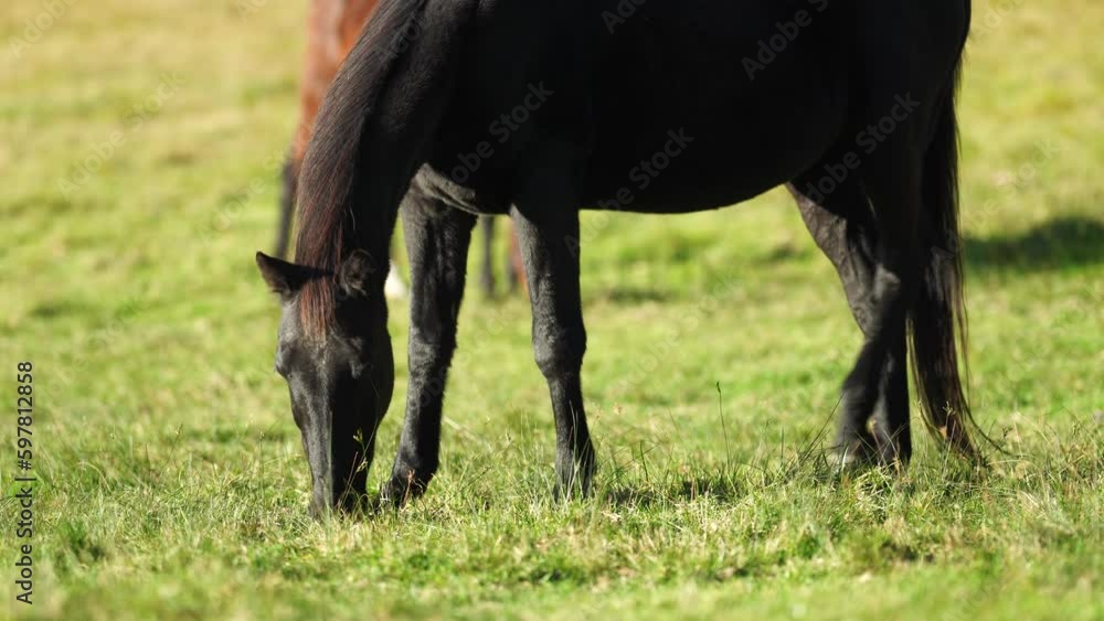 Beautiful Horse in a field on a farm in Australia. Horses in a meadow Beautiful Horse in a field on a farm in Australia. Horses in a meadow