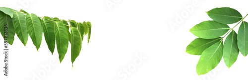 Isolated crape myrtle leaves and branche on white background with clipping paths.