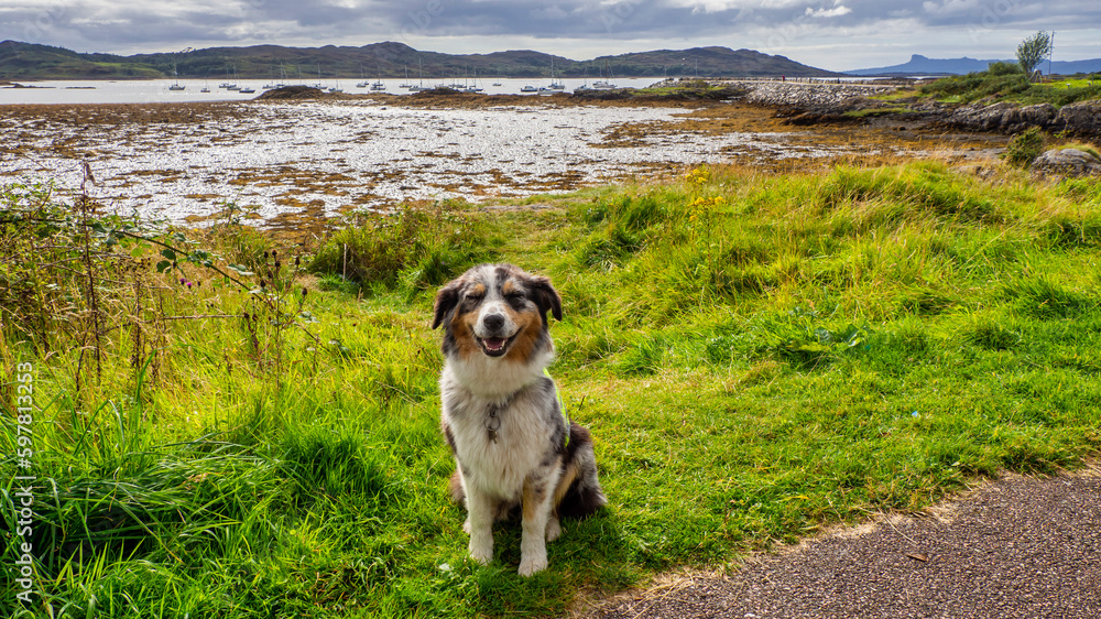 Hund sitzt vor See in Schottland