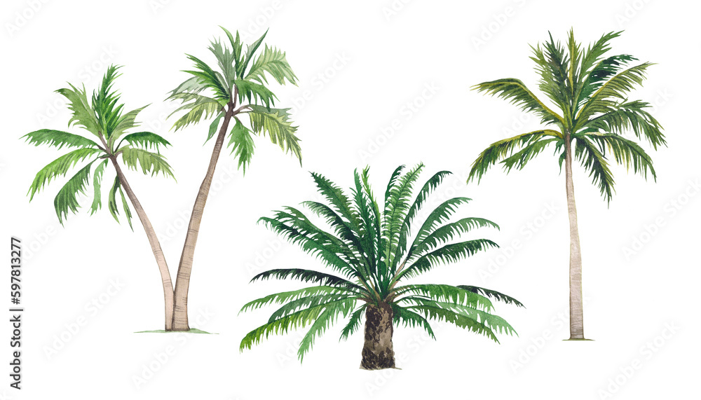 Watercolor set of palm trees on a white background. Illustration of tropical, exotic, African plants, greenery. Floral tropical jungle. Design and decoration Watercolor set of palm trees on a white background. Illustration of tropical, exotic, African plants, greenery. Floral tropical jungle. Design and decoration