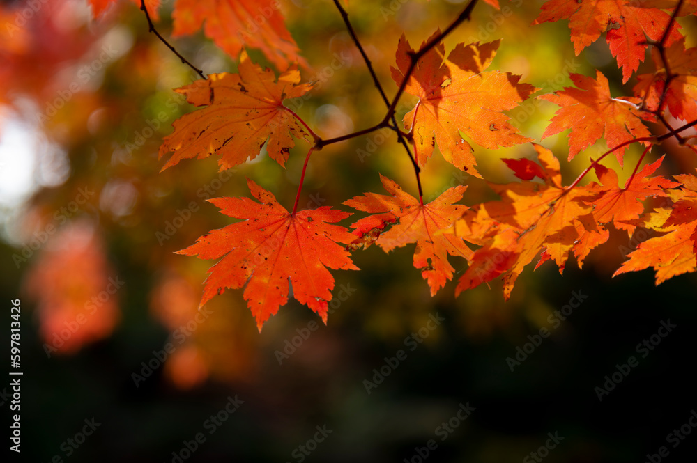 Colourful maple leaves in autumn season color when the leaves change colorful of is in the park, green, yellow, orange and red discoloration Colourful maple leaves in autumn season color when the leaves change colorful of is in the park, green, yellow, orange and red discoloration