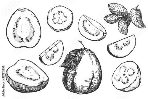 A hand-drawn black and white drawing of a guava fruit, a piece. Vector illustration in graphic style. Elements for labels, postcards, stickers, menus, packaging. The effect of engraving.