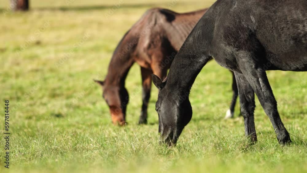 Beautiful Horse in a field on a farm in Australia. Horses in a meadow Beautiful Horse in a field on a farm in Australia. Horses in a meadow