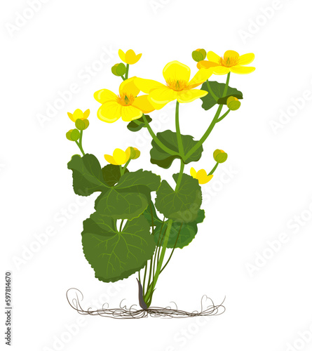 Marsh Marigold or Kingcup (Caltha palustris). Botany illustration in cartoon flat style. Wild yellow spring flowers growing in marshes, fens, ditches and wet woodland. Vector.