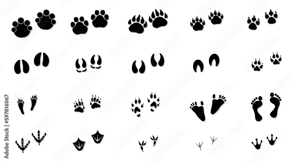 Animal tracks. Vector drawing, foot print guide. Animal tracks. Vector drawing, foot print guide.
