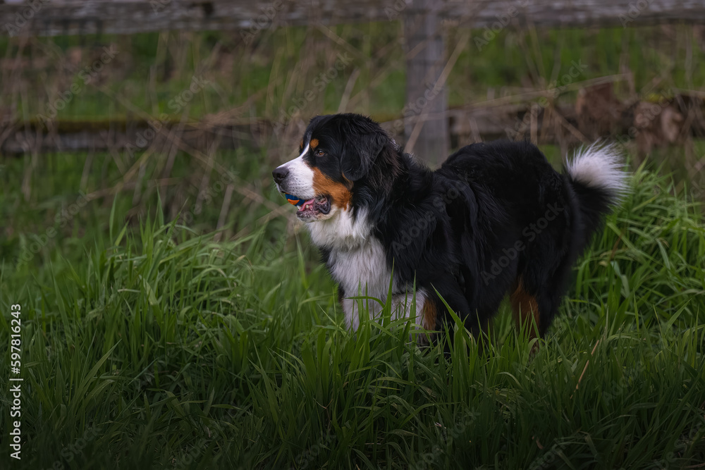 2023-04-20 A LARGE BURNESE MOUNTAIN DOG STANDING IN A LUSH GREEN FIELD WITH A MULTI COLORED BALL IN ITS MOUTH AT THE MARYMOOR OFF LEASH DOG PARK IN REDMOND WASHINGTON