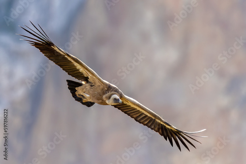 The Eurasian griffon vulture (Gyps fulvus) in Sicily, Italy.