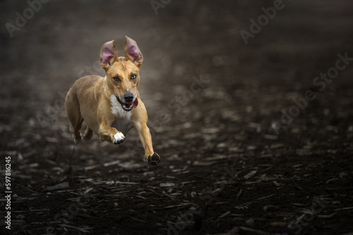 Fototapeta Naklejka Na Ścianę i Meble -  2023-04-20 SMALL TAN COLORED DOG SPRINTING WITH ALL FOUR FEET OFF THE GROUND AND EARS FLYING STRAIGHT UP AND UNIQUE EYES