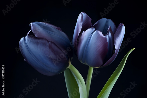 beautiful and realistic tulips 