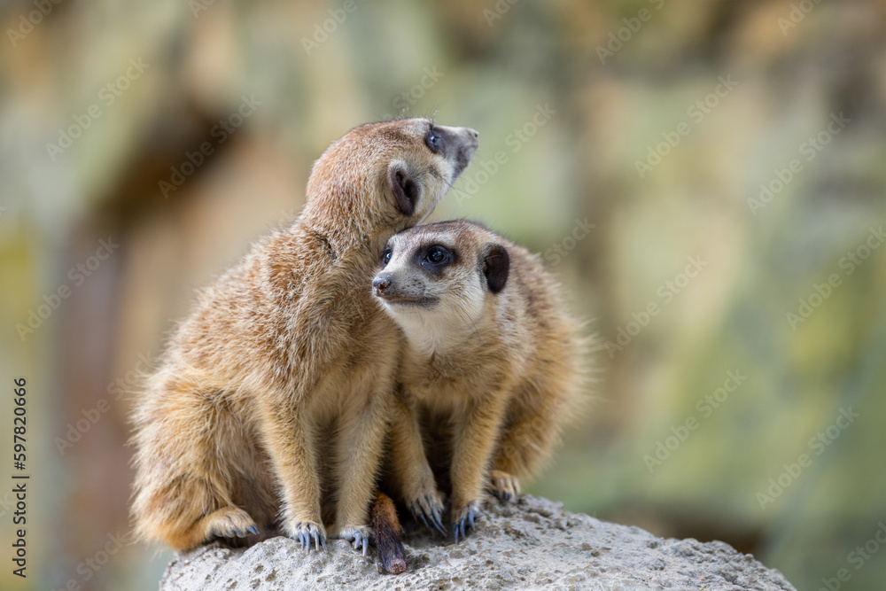 Obraz premium Meerkat in the zoo park