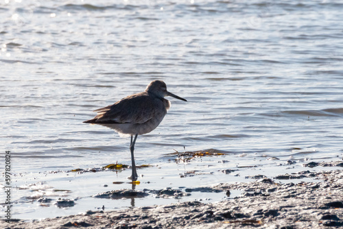 Принти на полотні Birds USA. Wilson's Snipe (Gallinago delicata) on a Florida beach
