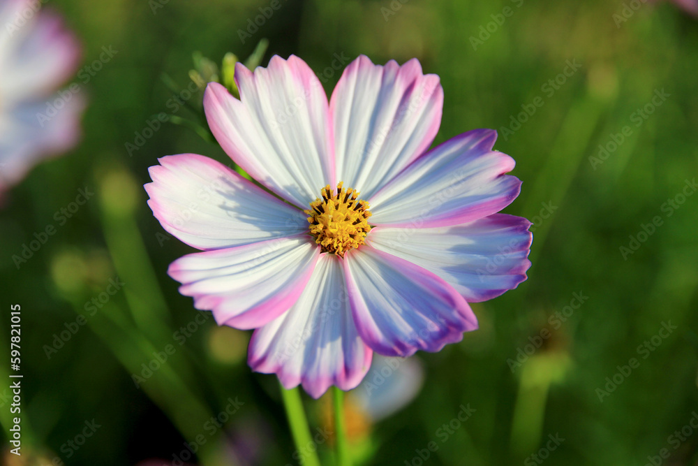 pink and white cosmos flowers in the garden.Macro image. pink and white cosmos flowers in the garden.Macro image.