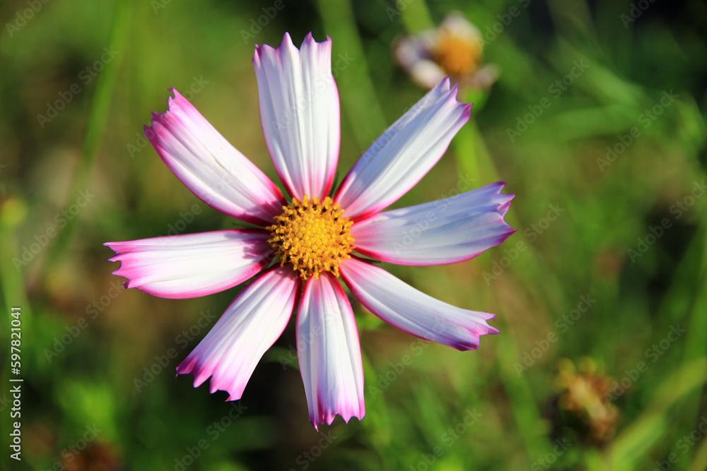 pink and white cosmos flowers in the garden.Macro image. pink and white cosmos flowers in the garden.Macro image.