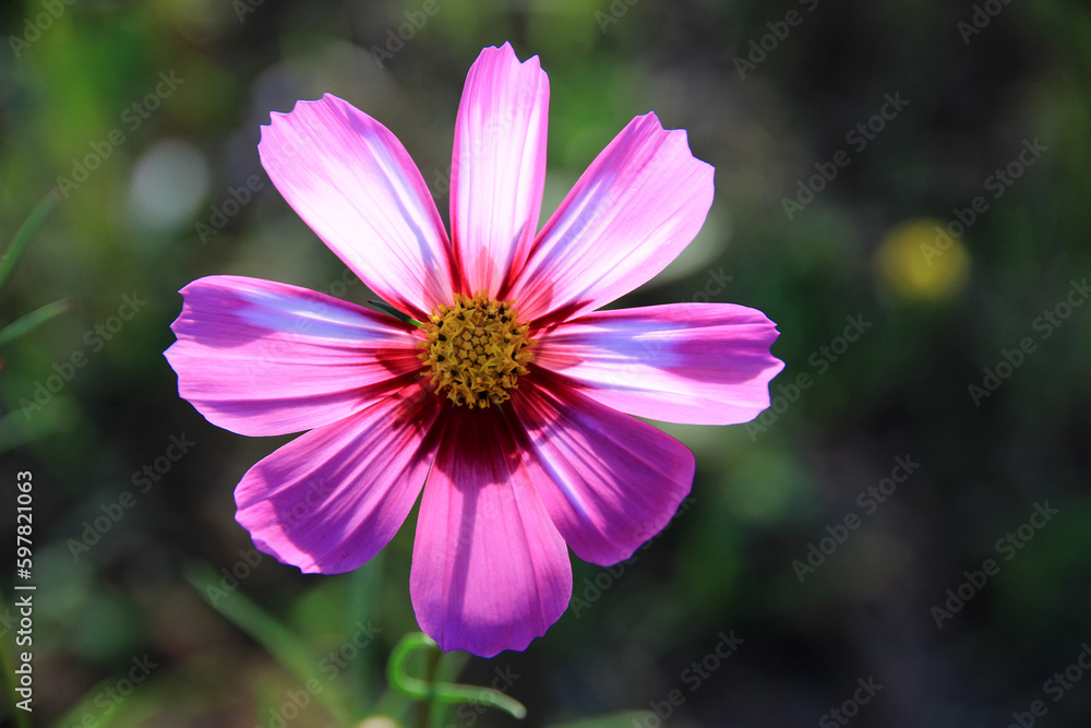 pink and white cosmos flowers in the garden.Macro image.