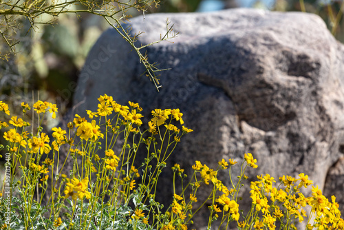 Brittlebush, Encelia farinosa, a bush with yellow flowers in the Sonoran Desert with a large boulder. Beautiful bright and colorful wildflowers in Pima County, Tucson, Arizona, USA.  photo
