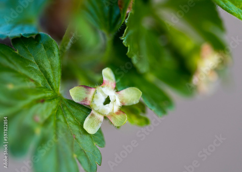 Detail of small flower of a gooseberry plant