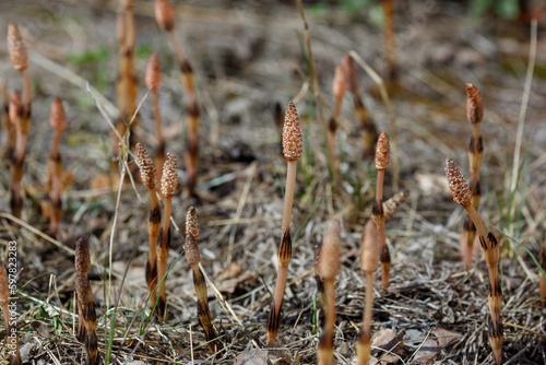 Young shoots of field horsetail , or common horsetail , or pusher, or columnar (lat. Equisétum arvense ) in spring time © Flower_Garden