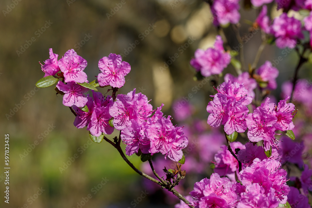 Dahurian rhododendron or Azalea daurica ( lat. Rhododendron dauricum ) in bloom in srping time