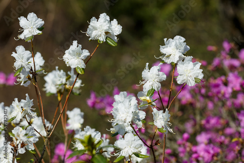 Fototapeta Naklejka Na Ścianę i Meble -  Dahurian rhododendron or Azalea daurica ( lat. Rhododendron dauricum ) in bloom in srping time
