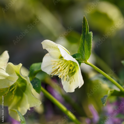 Helleborus argutifolius (holly leaved helleobore) flowers in spring garden photo