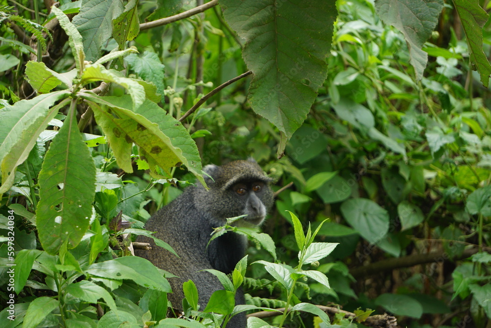 squirrel in the jungle squirrel in the jungle