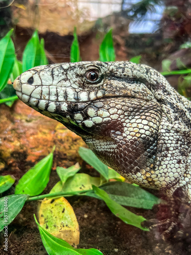 Beautiful lizard in zoologi...