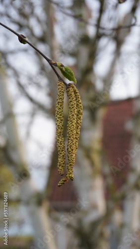 pollen